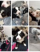 Mini Aussie Welpen-Australian Shepherd in 25560