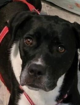 Möchten Sie Cicca bei sich aufnehmen? - Neuss