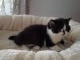 Britisch Kurzhaarkatze Jella vom Kister Silbermond in 97232