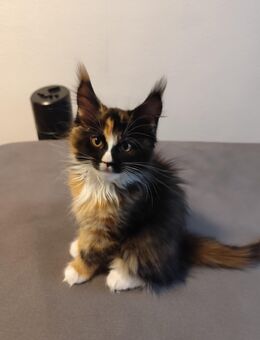 Reinrassige Maine-Coon Baby Katzen - Wetzlar