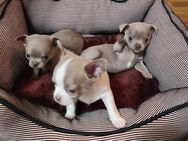 Chihuahua welpen Kurzhaar Apfelkopfform - Hanau (Brüder-Grimm-Stadt) Wolfgang
