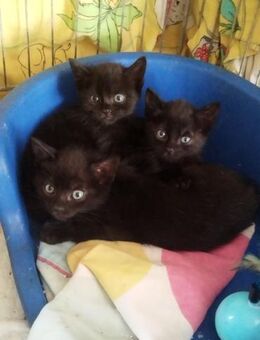 Schwarze Schönheit Lumi und Moony - Walluf