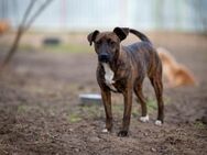 🌟🐾 DIE SCHÖNE ZUMA SUCHT EIN ZUHAUSE - Stuttgart