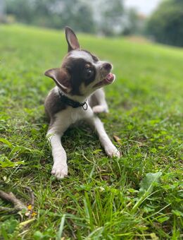 Chihuahua Welpe 4 Monate - Bremen