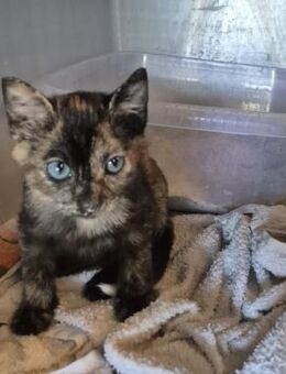 Besonderer Kater Andy aus dem Tierschutz - Grevenbroich