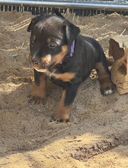 Rottweiler-Miniatur Bullterier Mix - Bad Dürrenberg