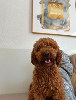 Liebevolles Zuhause für unseren Pudel Coco gesucht - Witten