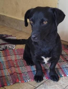 🐾 Norka junge Dackelmischlingsdame (2 - Kassel