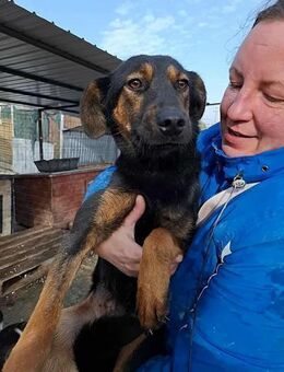 Athena - ist selbstbewusst&klar - Löwenberger Land