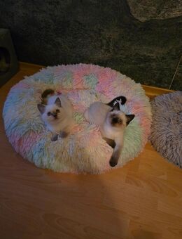 Britisch Kurzhaar Kitten - Moormerland