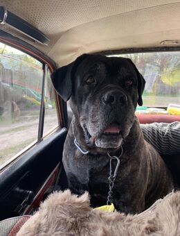 Deckrüde Cane Corso sucht passende Hündin - Bopfingen