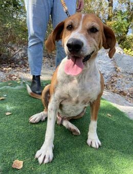 Chapo will dein Leben mit Freude füllen - Berlin