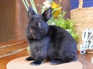 Kleine Farbenzwerge & Zwergwidder Kaninchen Hasen Löffelohren Jungtiere - Büchlberg