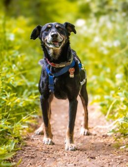 verschmuster RUDI sucht seine Familie - Kallmünz