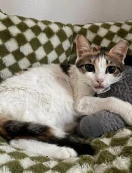 Luna - die Wandelbare - Kirchheim (München)