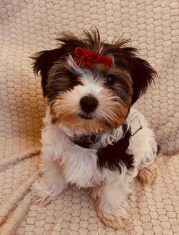 12 Wochen junge Hündin - Wiesbaden Kastel