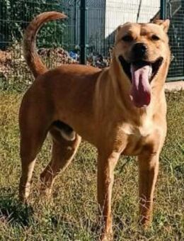 Barni ist ein lebensfreudiger Kerl - Olsberg