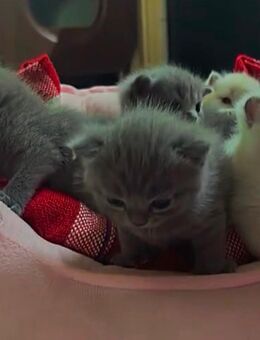 Britisch kurzhaar blau grau 2 Männchen zu verkauf - Bad Hersfeld