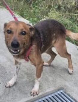 Hood möchte in Ihr Herz 💓 - Essingen (Rheinland-Pfalz)