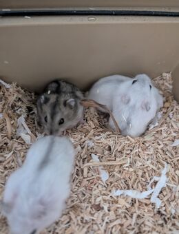 Junge Hamster - Ronneburg (Thüringen)