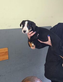 Große Schweizer Sennenhunde Welpen - Schönebeck (Elbe)