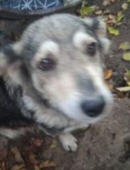 Herzenshündin Lizzy - Rambin