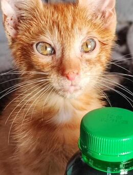 Einzigartiger Rusty sucht Zuhause - Margetshöchheim