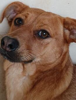 🐶Junghund Poppy💛🆘NOTFALL - Eislingen (Fils)