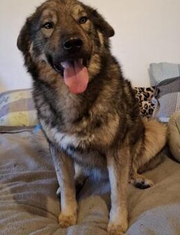 Kinderfreundlicher Kuschelbär Balto - Treia
