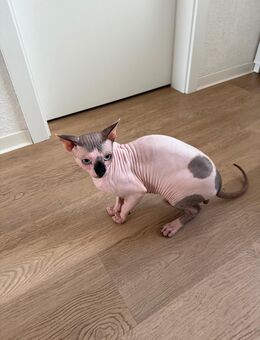 Sphynx Kater - Düsseldorf
