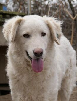 Leise Seele Neve - Kallmünz