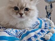 Neva Masquarade Kitten Kater Juri SOFORT Papiere - Tambach-Dietharz (Thüringer Wald)
