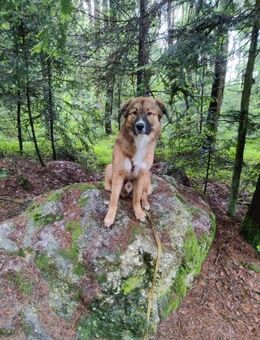💙 Eddie sucht aktive Menschen!💙NOTFALL - Eislingen (Fils)