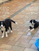 Border Collie Welpen in 99610