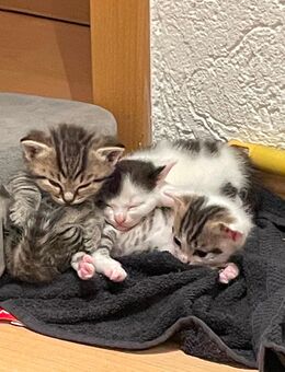 Kitten / Babykatzen ab Anfang/Mitte September abzugeben - Rödental