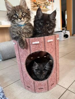 Zuckersüsse Maine Coons - Todtenweis