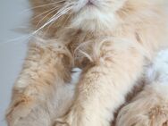 Reinrassige BLH Katze cy12 lilac golden shell - Hof
