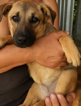 Boskopp, 3 Monate, sucht ein Zuhause - Bochum