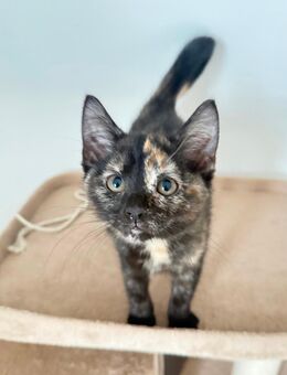 Zwei Glückskätzchen abzugeben - Alsbach-Hähnlein