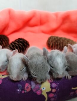 Niedliche Degu Kids ,Sonderfarben viel Creme&Lilac-Schecken,Schoko suchen demnächst Dich! - Hille