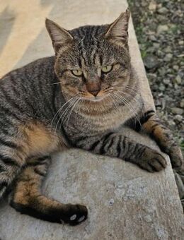 Amigo (FIV+) will dein Freund sein - Kirchheim (München)