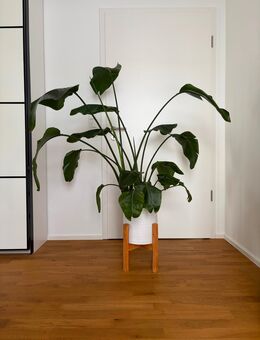 Wunderschöne Strelitzie "Nicolai" - Ludwigshafen (Rhein)