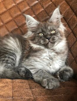 Ein herzallerliebster Maine Coon Kater ist noch zu haben. - Moers
