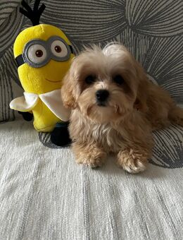 Maltipoo F1 welpen. - Rostock