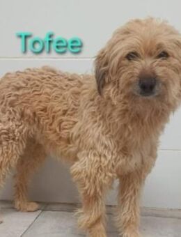 Tofee - liebevoller Begleiter 01/23 ESP - Ruppertsecken