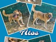 Atos- neue Heimat gesucht - Nürnberg