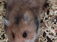 Teddyhamster❤️❤️❤️❤️❤️ - Minden (Nordrhein-Westfalen)