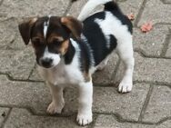 Jack Russel Mix Welpen - Deggendorf