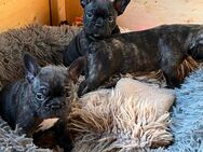Französische Bulldogge/ Boston Terrier Welpen - Kronberg (Taunus)