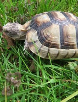 Landschildkröten Breitrand (tm) NZ 2020 - Salzweg